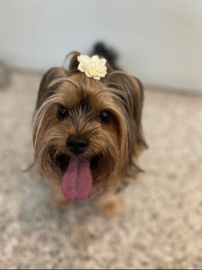 DIGS Canine Hotel Spa & Daycare - Brooklyn, NY