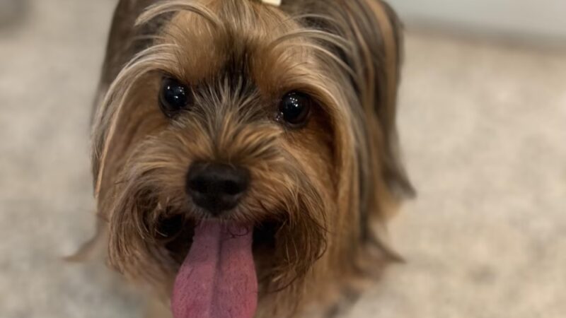 DIGS Canine Hotel Spa & Daycare - Brooklyn, NY