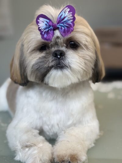 DIGS Canine Hotel Spa & Daycare - Brooklyn, NY