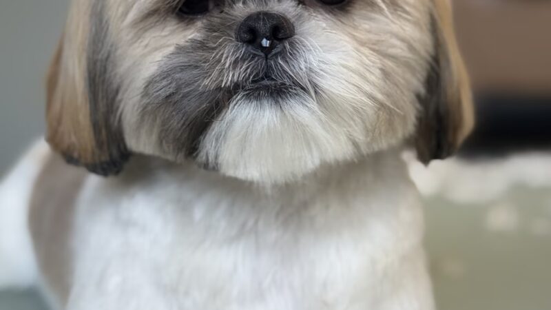 DIGS Canine Hotel Spa & Daycare - Brooklyn, NY