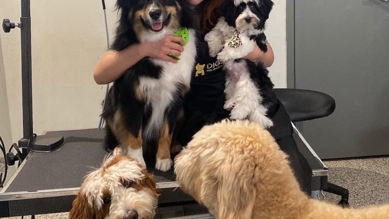 DIGS Canine Hotel Spa & Daycare - Brooklyn, NY