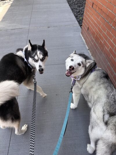 DIGS Canine Hotel Spa & Daycare - Brooklyn, NY