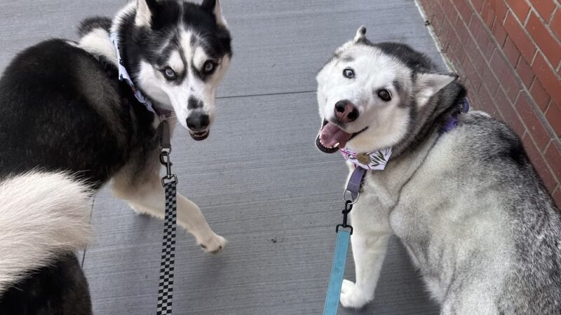 DIGS Canine Hotel Spa & Daycare - Brooklyn, NY