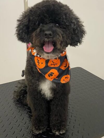 Dog Park Grooming & Daycare - Professional Dog Grooming & Daycare Services - Brooklyn, NY