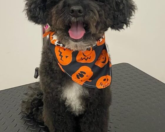 Dog Park Grooming & Daycare - Professional Dog Grooming & Daycare Services - Brooklyn, NY