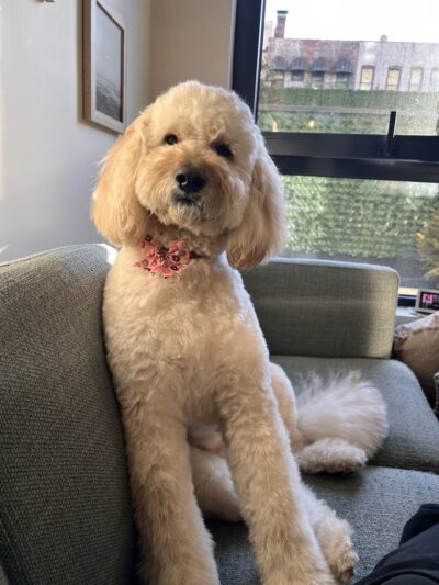 Dog Park Grooming & Daycare - Professional Dog Grooming & Daycare Services - Brooklyn, NY