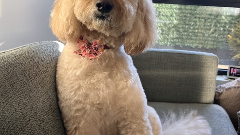 Dog Park Grooming & Daycare - Professional Dog Grooming & Daycare Services - Brooklyn, NY