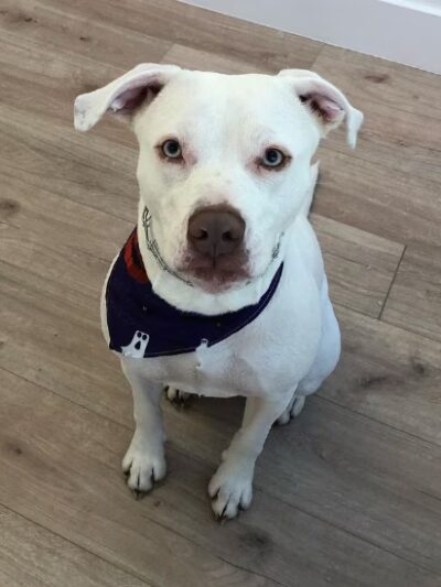 Dog Park Grooming & Daycare - Professional Dog Grooming & Daycare Services - Brooklyn, NY