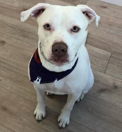 Dog Park Grooming & Daycare - Professional Dog Grooming & Daycare Services - Brooklyn, NY