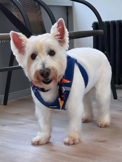 Dog Park Grooming & Daycare - Professional Dog Grooming & Daycare Services - Brooklyn, NY