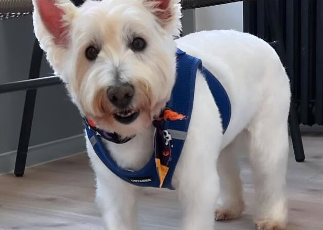 Dog Park Grooming & Daycare - Professional Dog Grooming & Daycare Services - Brooklyn, NY