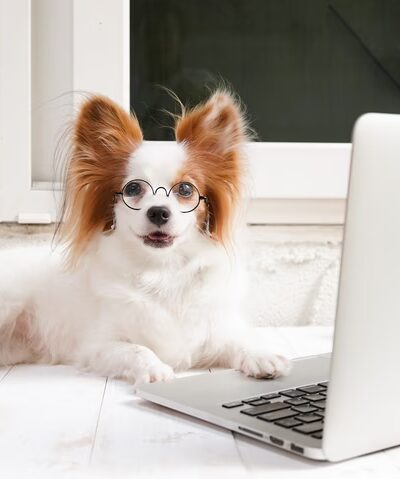 Doggie Academy - Brooklyn, NY