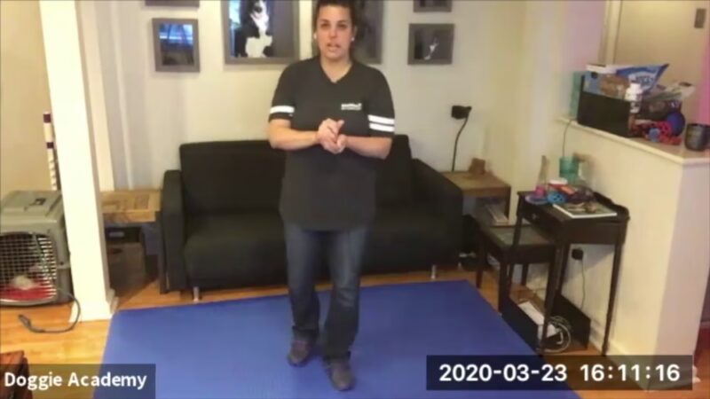 Doggie Academy - Brooklyn, NY