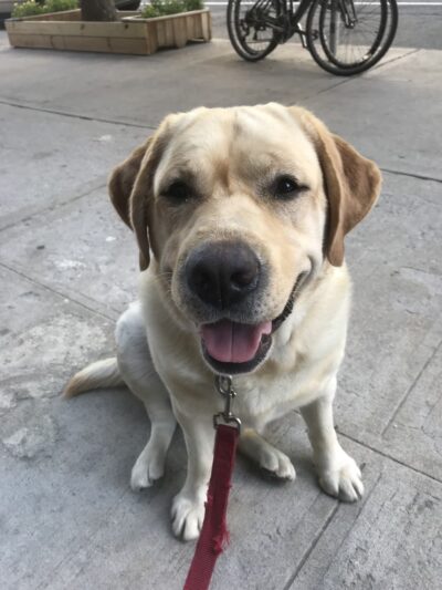 Doggie Academy - Brooklyn, NY