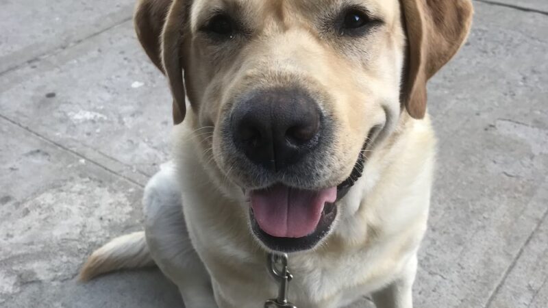 Doggie Academy - Brooklyn, NY