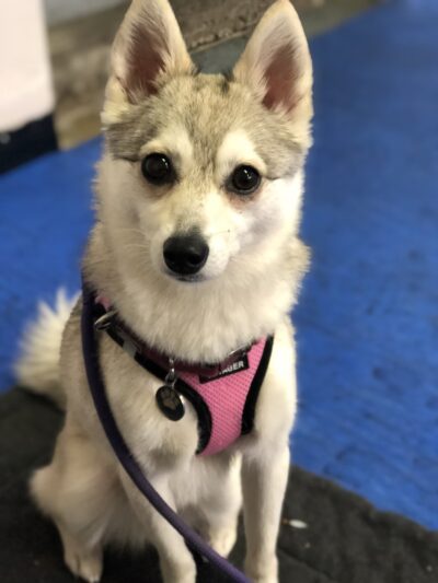 Doggie Academy - Brooklyn, NY