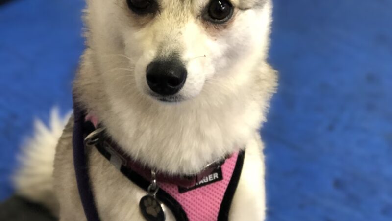 Doggie Academy - Brooklyn, NY