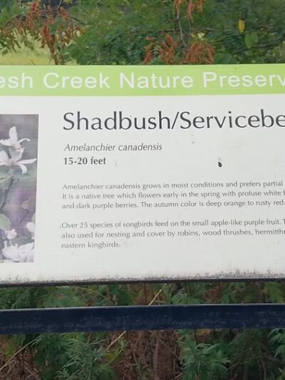 Fresh Creek Nature Preserve - Brooklyn, NY