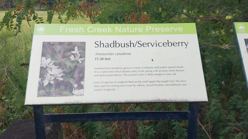 Fresh Creek Nature Preserve - Brooklyn, NY