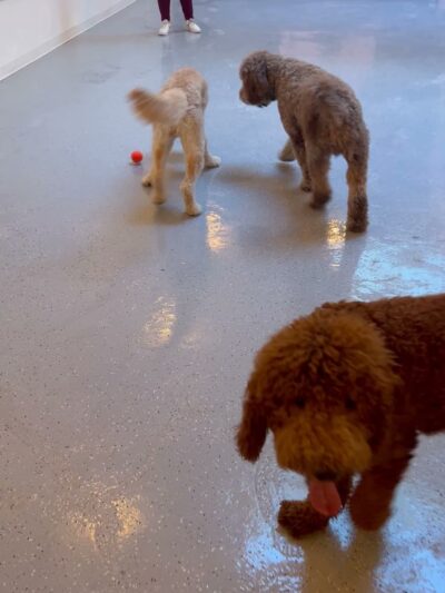 Go Doggy - Brooklyn, NY