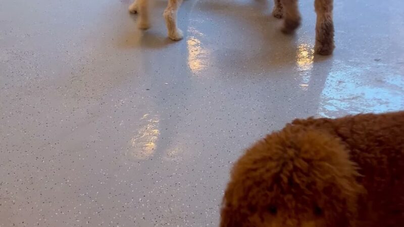 Go Doggy - Brooklyn, NY