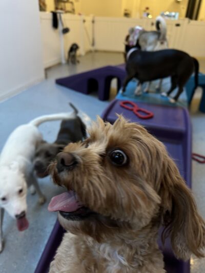 Go Doggy - Brooklyn, NY