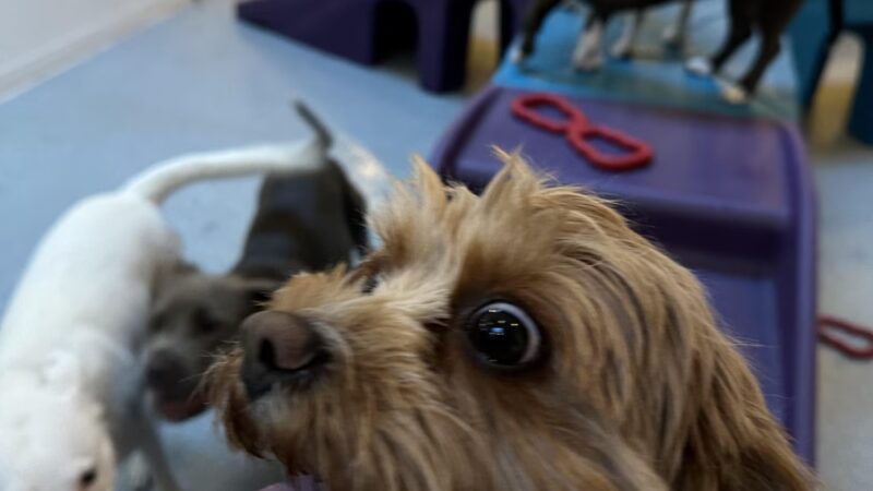 Go Doggy - Brooklyn, NY