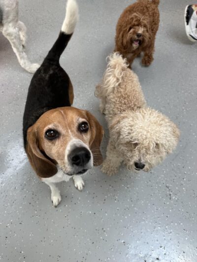 Go Doggy - Brooklyn, NY