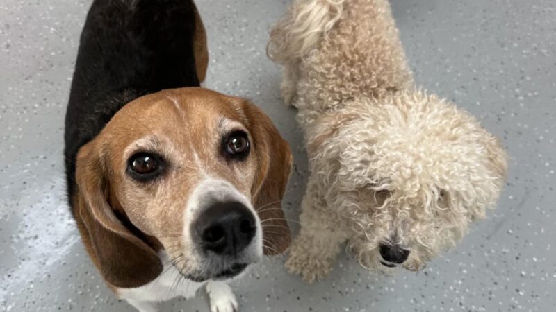 Go Doggy - Brooklyn, NY