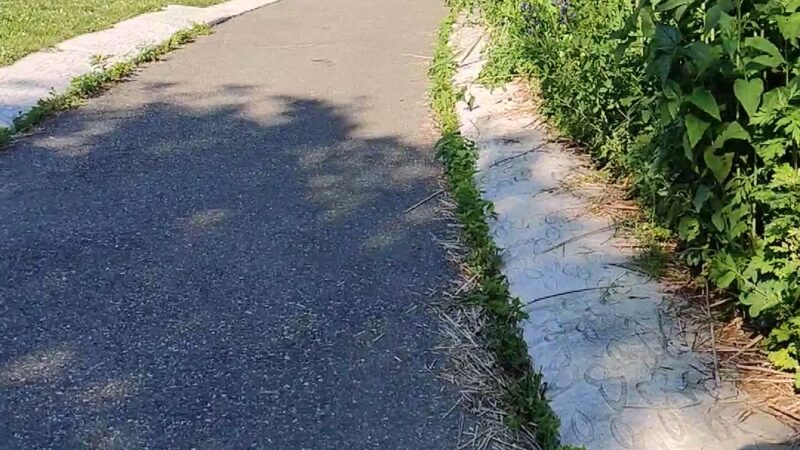 Hammock Grove - Brooklyn, NY