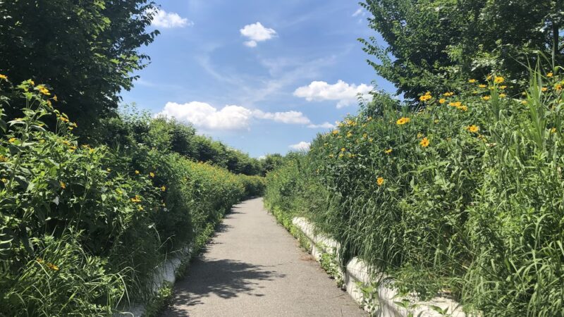 Hammock Grove - Brooklyn, NY