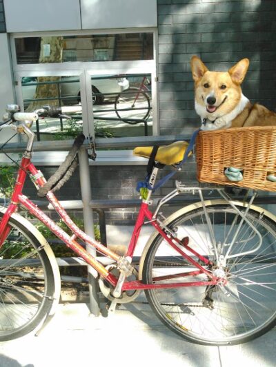 Happy Go Lucky DogWalking and Pet Care - Brooklyn, NY