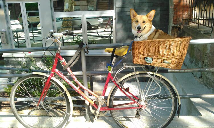 Happy Go Lucky DogWalking and Pet Care - Brooklyn, NY