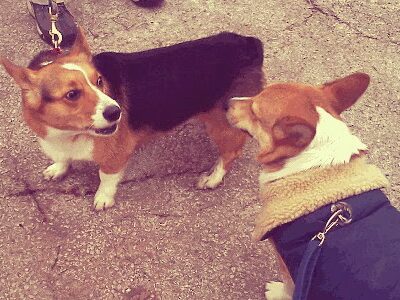 Happy Go Lucky DogWalking and Pet Care - Brooklyn, NY