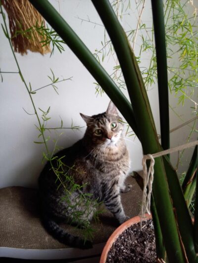 Happy Go Lucky DogWalking and Pet Care - Brooklyn, NY