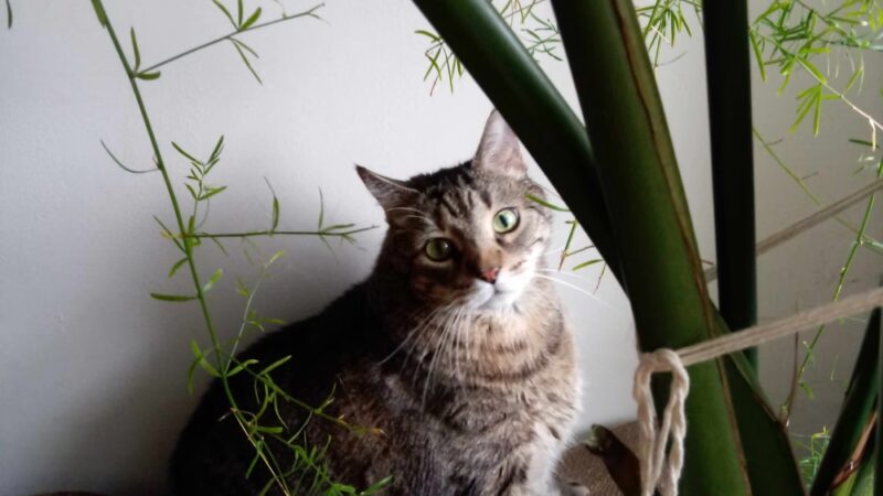 Happy Go Lucky DogWalking and Pet Care - Brooklyn, NY