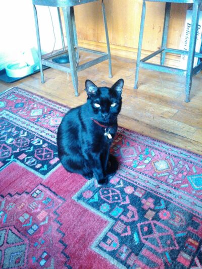 Happy Go Lucky DogWalking and Pet Care - Brooklyn, NY