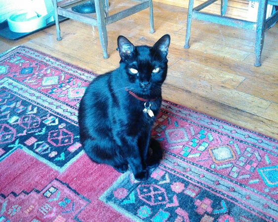 Happy Go Lucky DogWalking and Pet Care - Brooklyn, NY