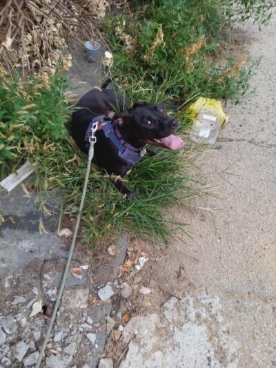 Happy Go Lucky DogWalking and Pet Care - Brooklyn, NY