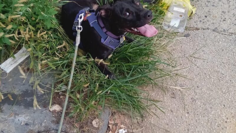 Happy Go Lucky DogWalking and Pet Care - Brooklyn, NY