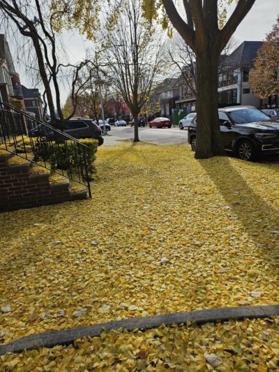 Happy Tails Dog Camp Brooklyn - Brooklyn, NY