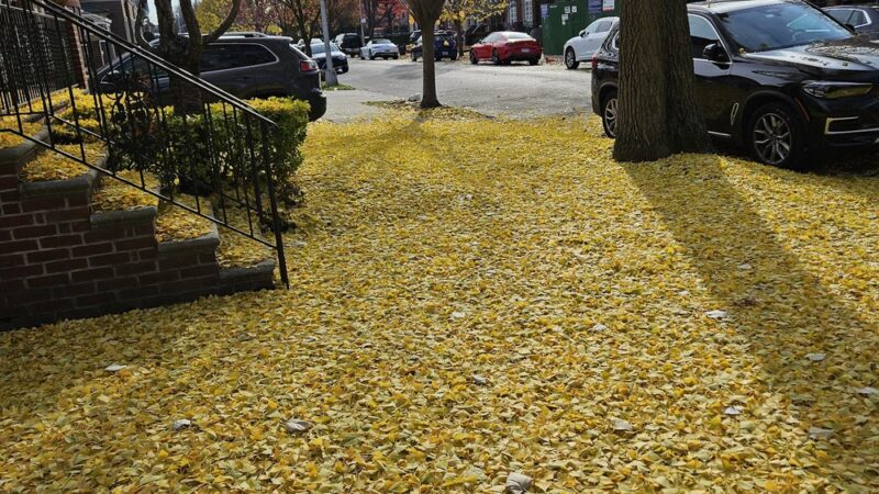 Happy Tails Dog Camp Brooklyn - Brooklyn, NY