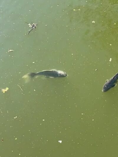 Japanese Hill-and-Pond Garden - Brooklyn, NY