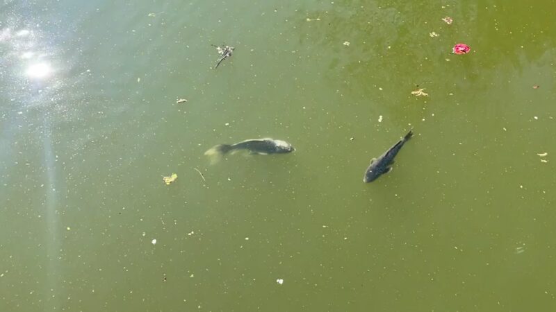 Japanese Hill-and-Pond Garden - Brooklyn, NY