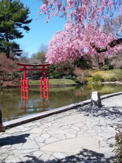 Japanese Hill-and-Pond Garden - Brooklyn, NY