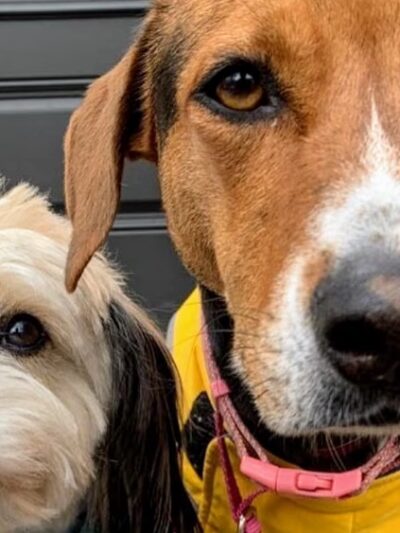 Jason The Dog Walker & Co. - Brooklyn, NY