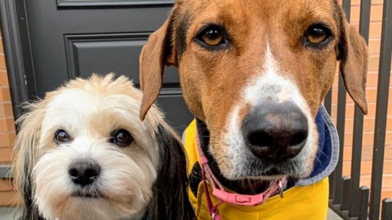 Jason The Dog Walker & Co. - Brooklyn, NY