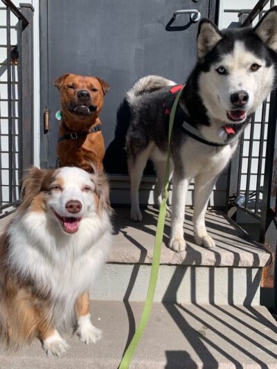 Jason The Dog Walker & Co. - Brooklyn, NY