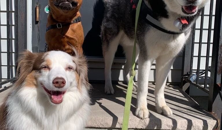 Jason The Dog Walker & Co. - Brooklyn, NY