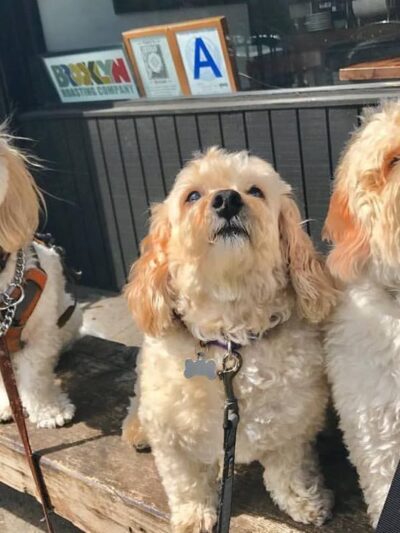 Jason The Dog Walker & Co. - Brooklyn, NY